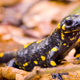 Illustration for article titled Salamanders Bravely Offer To Go Extinct In Place Of Better Animalem/em